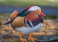 Speeding Duck Nabbed by Swiss Radar: The Feathered Speedster Strikes Again!