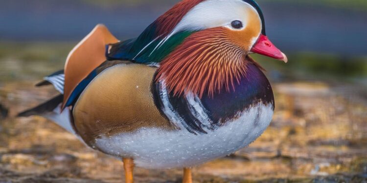 Speeding Duck Nabbed by Swiss Radar: The Feathered Speedster Strikes Again!