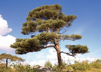 Discover the Vast Reach of Scots Pine: An In-Depth Distribution Map
