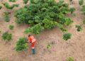 Rebuilding Roots: The Transformative Power of Forest Restoration for Rural Communities in Bosnia and Herzegovina