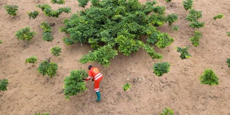 Rebuilding Roots: The Transformative Power of Forest Restoration for Rural Communities in Bosnia and Herzegovina