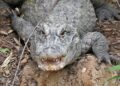 Cheers to 95 Years of Marta: Europe’s Cherished Alligator Celebrates a Remarkable Milestone in Poland!