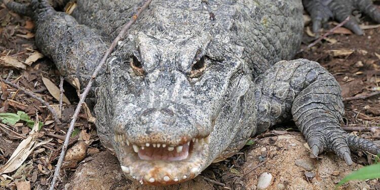 Cheers to 95 Years of Marta: Europe’s Cherished Alligator Celebrates a Remarkable Milestone in Poland!