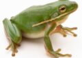 Unveiling the Magical Realm of Iceland’s Frogs!