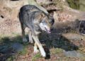Would You Welcome a Wolf into Your Backyard?
