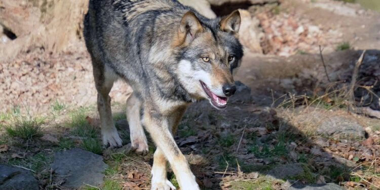Would You Welcome a Wolf into Your Backyard?