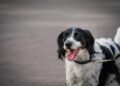 Big Paws, Big Adventures: Italy Now Allows Large Dogs to Fly in the Cabin with Their Owners!