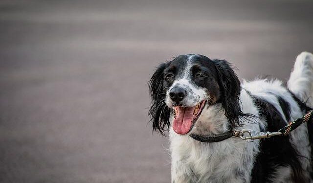 Big Paws, Big Adventures: Italy Now Allows Large Dogs to Fly in the Cabin with Their Owners!