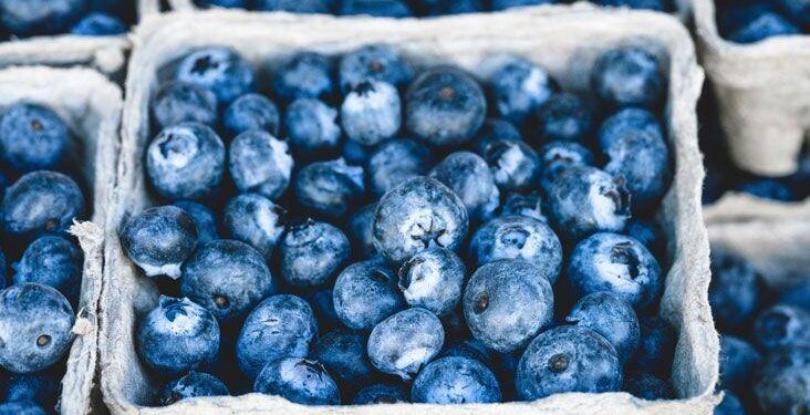 UK Blueberries and Cranberries Market Set for Steady Growth, Reaching 74K Tons and $543M by 2035