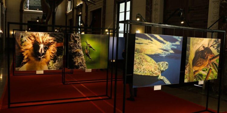 Tallinn Unveils Stunning Environmental Photo Exhibition Showcasing Nature’s Beauty