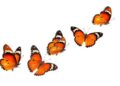 Butterflies Released in Finland Were Carriers of Parasitic Wasps – And They Had Even More Wasps Inside Them
