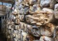 Albania’s Innovative Approach: Growing Mushrooms on Agricultural Waste