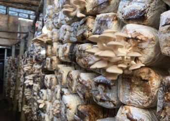 Albania’s Innovative Approach: Growing Mushrooms on Agricultural Waste