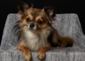 Brave Chihuahua Saves Owner’s Life by Guarding Dangerous Crevasse in Saas-Fee, Switzerland