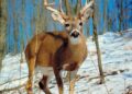 Deer Crashes Through Window of Medford Home in Shocking Incident
