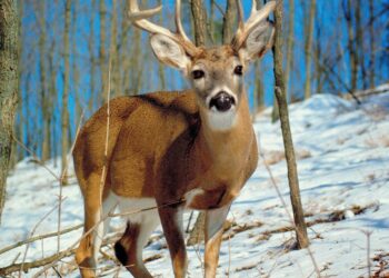 Deer Crashes Through Window of Medford Home in Shocking Incident