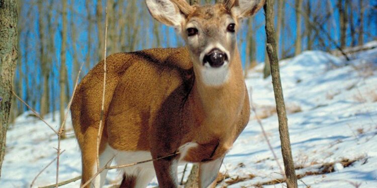 Deer Crashes Through Window of Medford Home in Shocking Incident