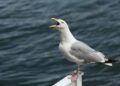 Tariff the Seagulls?’ Discover the Remote Islands Targeted by Trump’s Tariffs and What They Export