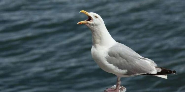 Tariff the Seagulls?’ Discover the Remote Islands Targeted by Trump’s Tariffs and What They Export