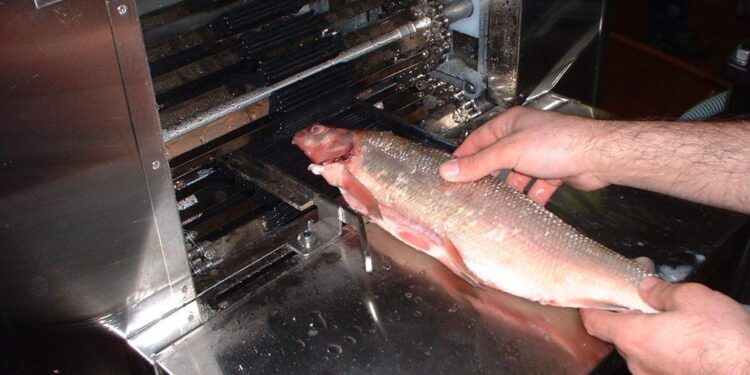 Whitefish Processors Explore New Technologies on Faroe Islands Mission – The Fishing Daily