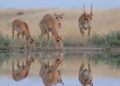 From near-extinction to a nationwide problem: The story of saiga antelope in Kazakhstan – Global Voices