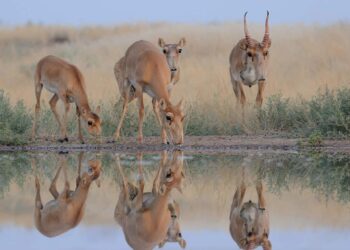 From near-extinction to a nationwide problem: The story of saiga antelope in Kazakhstan – Global Voices