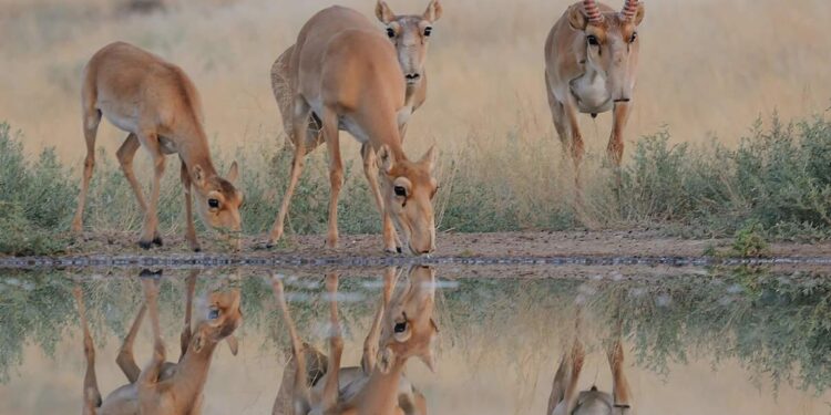 From near-extinction to a nationwide problem: The story of saiga antelope in Kazakhstan – Global Voices