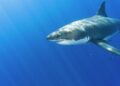 Experts dismiss claims of 5-meter sharks threatening Türkiye’s coast – Türkiye Today