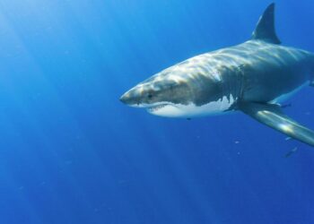 Experts dismiss claims of 5-meter sharks threatening Türkiye’s coast – Türkiye Today