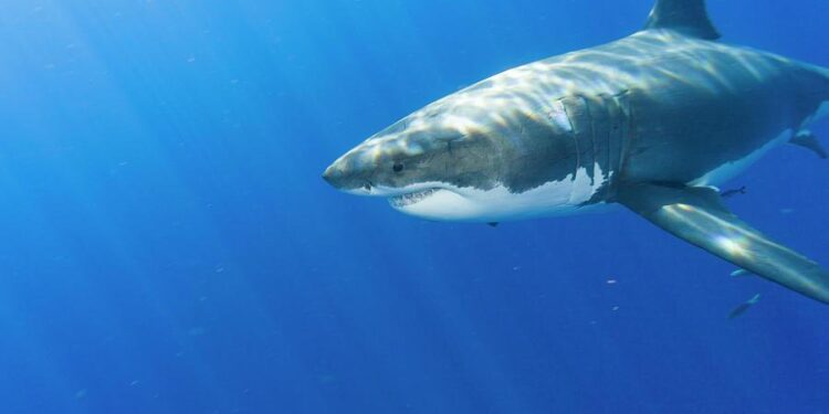 Experts dismiss claims of 5-meter sharks threatening Türkiye’s coast – Türkiye Today