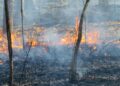 Wildfires threaten Turkey’s fourth-largest city as southern Europe grapples with blazes – yourcentralvalley.com