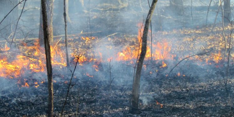 Wildfires threaten Turkey’s fourth-largest city as southern Europe grapples with blazes – yourcentralvalley.com