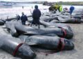 Controversial whale hunts in Faroe Islands spark debate, echo Northern Canada’s traditions – Winnipeg Sun