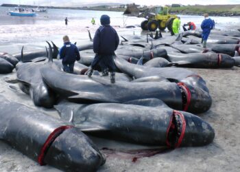 Controversial whale hunts in Faroe Islands spark debate, echo Northern Canada’s traditions – Winnipeg Sun