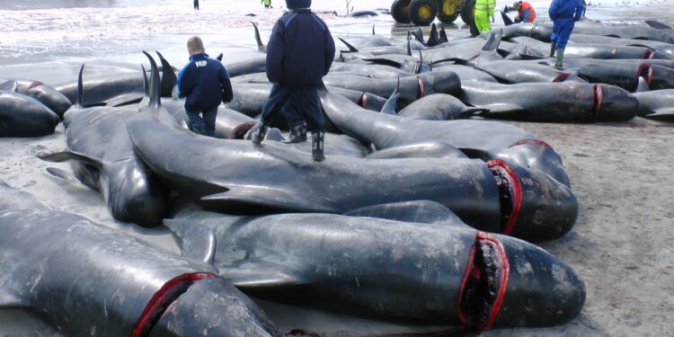 Controversial whale hunts in Faroe Islands spark debate, echo Northern Canada’s traditions – Winnipeg Sun