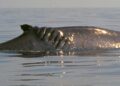 VIDEO: 20-foot whale collides with boat off New Jersey coast – WAVE News