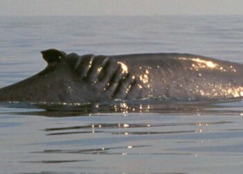 VIDEO: 20-foot whale collides with boat off New Jersey coast – WAVE News