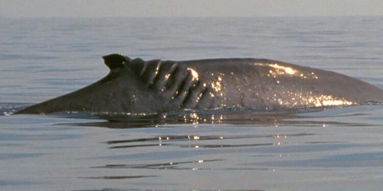 VIDEO: 20-foot whale collides with boat off New Jersey coast – WAVE News