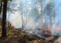 Rapidly spreading wildfire in southern France leaves one dead – France 24