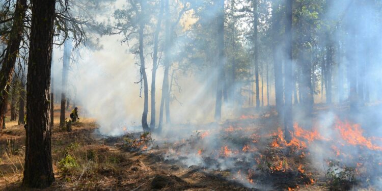 Rapidly spreading wildfire in southern France leaves one dead – France 24