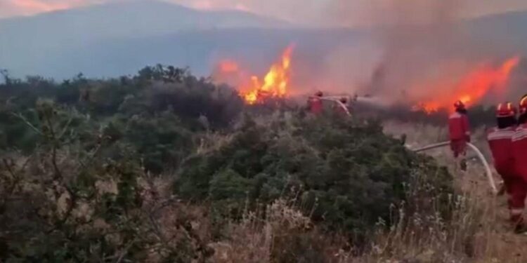 Albania and Bulgaria ask EU for help to deal with raging wildfires – Euronews.com