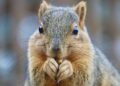 Why are there no native squirrels in Guernsey? – BBC