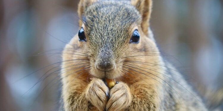 Why are there no native squirrels in Guernsey? – BBC