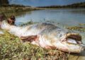 Angler reels MONSTER 9ft catfish from Czech river in epic 50-minute battle – The Sun