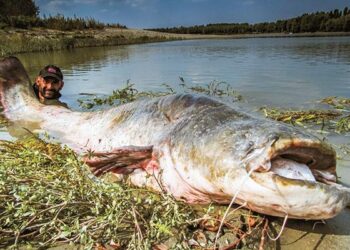 Angler reels MONSTER 9ft catfish from Czech river in epic 50-minute battle – The Sun
