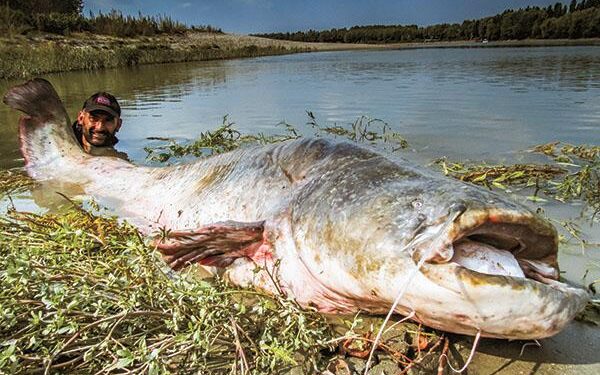 Angler reels MONSTER 9ft catfish from Czech river in epic 50-minute battle – The Sun