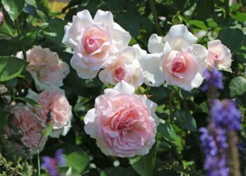 Luxembourg Rose – RTE.ie