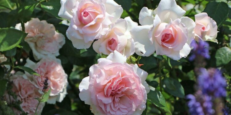 Luxembourg Rose – RTE.ie