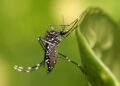 World Mosquito Day: 11 mosquito species identified in Gibraltar – Gibraltar Broadcasting Corporation