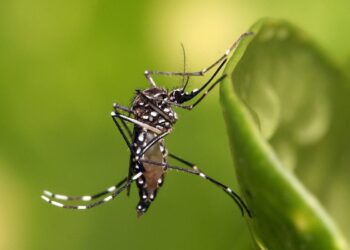 World Mosquito Day: 11 mosquito species identified in Gibraltar – Gibraltar Broadcasting Corporation